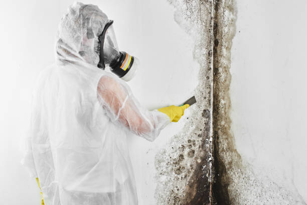 Attic Mold Removal in Pioneer, OH